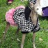 Because if you can't glam your dog, whom can you glam?