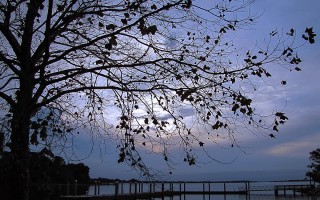 The Tree at the End of the Day6731875335882845815